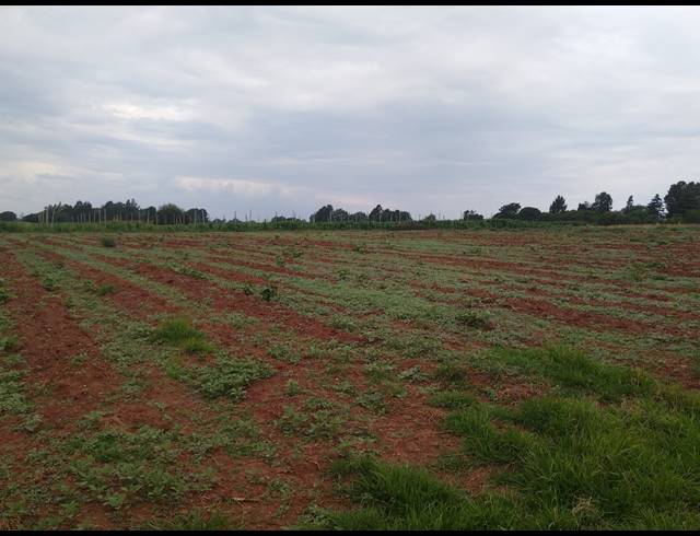8.80HA FARM FOR SALE IN MAGALIESBURG